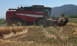 Kargı ve Mecitözü'nde biçerdöver kontrolleri sürüyor
