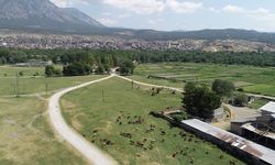 Kargı ve Laçin’de mera ıslahı için etüt çalışması yapıldı