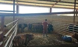 Mecitözü’nde ithal hayvanlar denetlendi