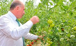 Vali Çalgan Figani’de seraya girdi, dalından domates topladı