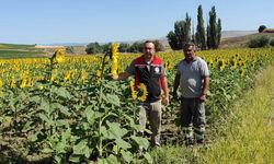 Ayçiçeği üretiminde gelişim süreci yakından takip ediliyor