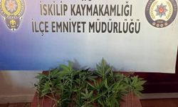 Evinde Hint keneviri yetiştiren şüpheli gözaltına alındı