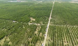 Arpa buğday yerine meyve diktiler: Kazançlarını 100 kat artıran akılalmaz model