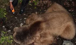 Çorum’da ayı saldırısı: 64 yaşındaki adam ağır yaralandı