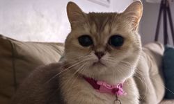 İskilip’te Badem isimli kedi kayboldu