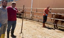 Dodurga’da ithal besilik hayvanlara sağlık kontrolü