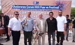 Çorum’da Türk çoban köpekleri görücüye çıktı: Yaklaşık 100 yerli ırk podyuma indi
