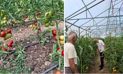 Alaca’da domates seralarında inceleme yapıldı