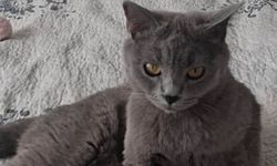 Kayıp kedi Paris aranıyor