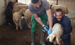 Çorum’da küçükbaş hayvanlarda aşılama ve küpeleme çalışmaları sürüyor