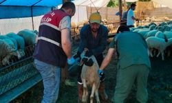 Çorum’da tarım ve hayvancılık işletmeleri sahada inceleniyor