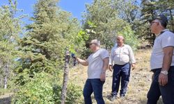 Bayat’ta 600 menengiç ağacı daha Siirt fıstığıyla buluşturuluyor