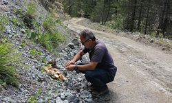 Kargı Ülkü Ocakları’ndan yaban hayvanları için anlamlı çalışma