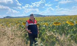 Çorum'da tarımsal üretim referans parsellerle takip ediliyor
