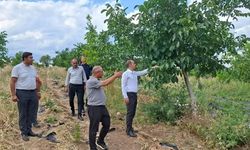 Atıl araziler üretime kazandırıldı: Bakın ne yetiştiriliyor?
