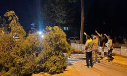 Çorum'da rüzgarın şiddetine dayanamayan ağaç yola devrildi