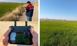 Çeltik arazileri drone ile takip ediliyor: Bu yıl verim nasıl?