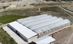 Dodurga’da yılda 5 milyonun üzerinde sertifikalı fide üretiliyor
