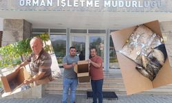 Çeltik tarlasında gizemli misafir: Yaralı halde bulundu