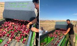 Sungurlu'da soğan hasadı başladı