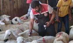 Küçükbaş hayvanlarda aşılama çalışmaları sürüyor