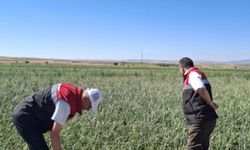 Alaca’da soğan tarlaları hastalık ve zararlılara karşı denetleniyor