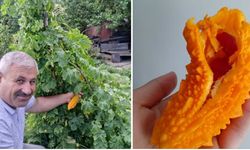 Sungurlu’da kudret narı yetiştirildi