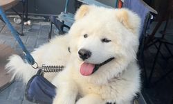 Kayıp köpek Leo'yu bulana ödül verilecek