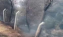 Çorum'da çıkan yangında yaklaşık 100 güvercin telef oldu