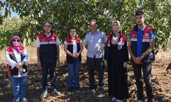 Çorum’un ceviz deposu Oğuzlar’da üretim denetleniyor
