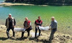 Çorum'daki bu göletlere balık bırakıldı