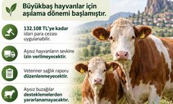 Şap aşılamaları başlıyor: Uymayanlara kaç lira para cezası kesilecek?