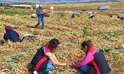 Çorum’da soğan tarlalarında hasat kontrolleri yapıldı