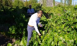 Üzüm topladı, pekmez yapımını inceledi