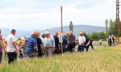 Osmancık’ta çeltik tohumu deneme sahası tanıtıldı