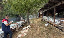 Çorum'da arılı kovanların kontrolleri sürüyor