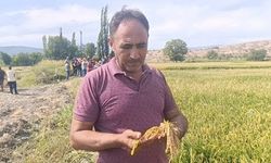 Çeltik üreticisinde fiyat endişesi
