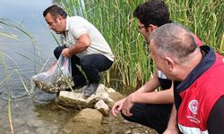 Çorum'un bu ilçesindeki 3 gölete balık bırakıldı