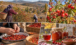 Çorumlu kadınlar marketten almıyor, dikenlerin arasından tek tek topluyor