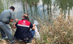Dodurga'da gölete yavru balık bırakıldı