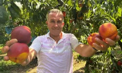 Ağustosta ağaçları keseceklerdi, simdi kapış kapış gidiyor: Tarladaki o ürün 4 katına fırladı!