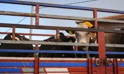 Canlı hayvan nakil yönetmeliği değişti: Kesimhanedeki o uygulama tamamen bitti mi?
