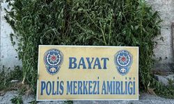Çorum’da çiftliğe polis baskını: Tam 46 kök ele geçirildi, zanlı tutuklandı!