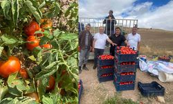 Kalecik domatesi tarladan sofraya lezzetiyle fark yaratıyor
