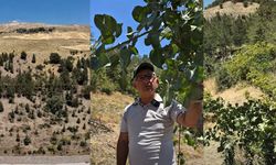Çorum'da yabani menengiçler Siirt fıstığına nasıl dönüştürülüyor?