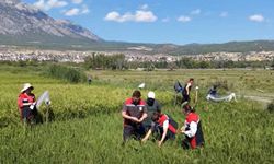 Osmancık 97’ye kuraklık ve tuzlulukta yerli destek