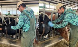 Osmancık’ta ari işletmelerde hastalık taraması yapıldı