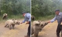 Yaşlı adam tehlikye aldırmadı ayılarla burun buruna geldi!