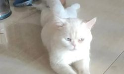 Alaca’da beyaz kedi sahibini arıyor