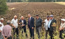 Tahtasız: “Hasat başladı ancak üretici fiyat bekliyor"